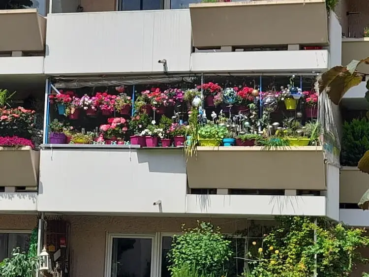 Wohnung mieten mit oder ohne Balkon: 1 Wohnung mieten mit Balkon: Bild zeigt Balkon voll gestellt mit Blumentöpfen