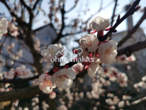 image-56349311