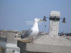 image-60077640
