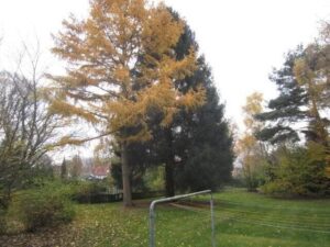 image-60760102