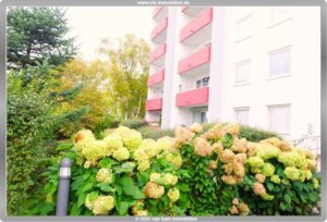 image-62174415