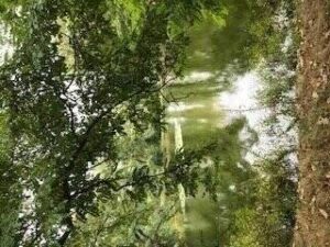 image-64849904