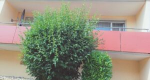 image-65598087