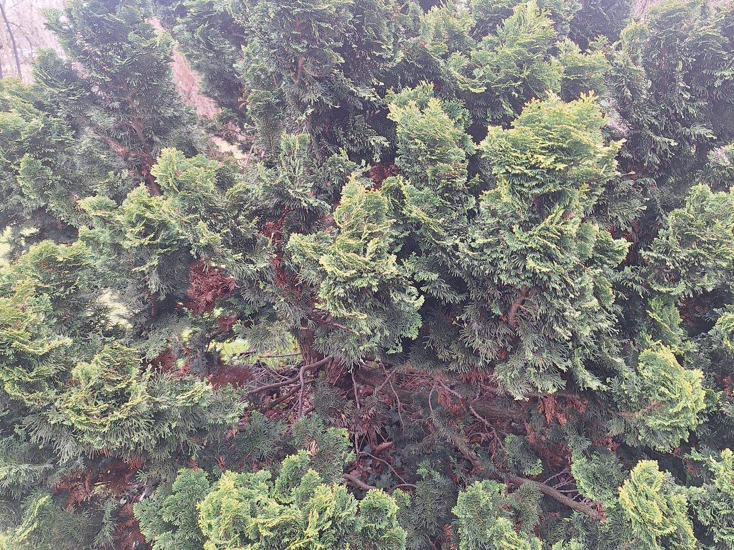 image-67114258