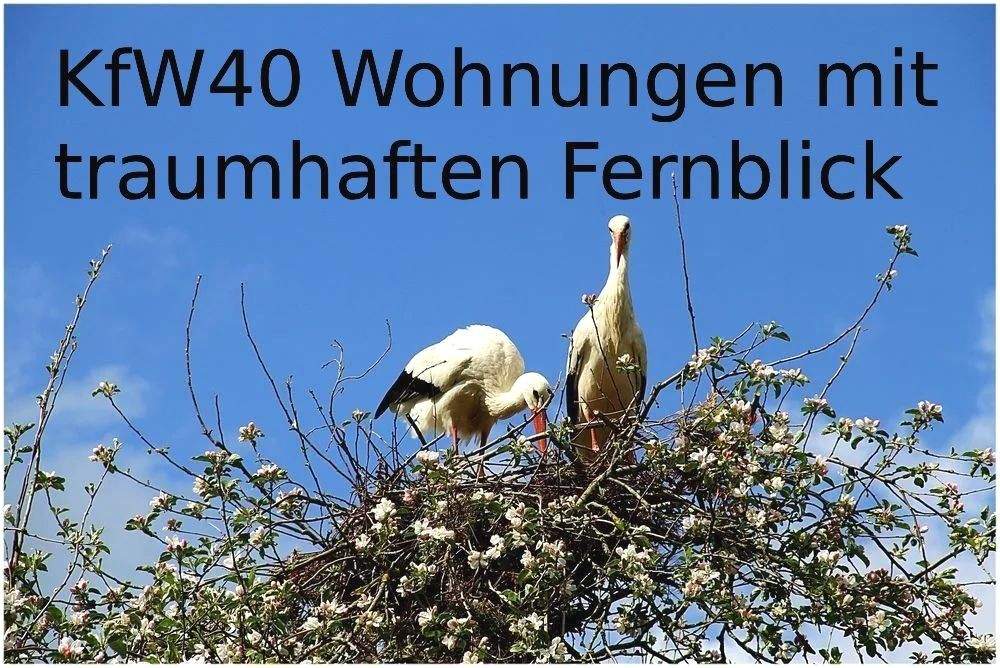 image-67409243