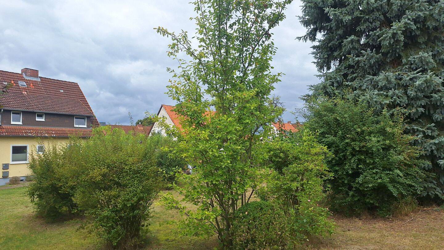 image-67455334