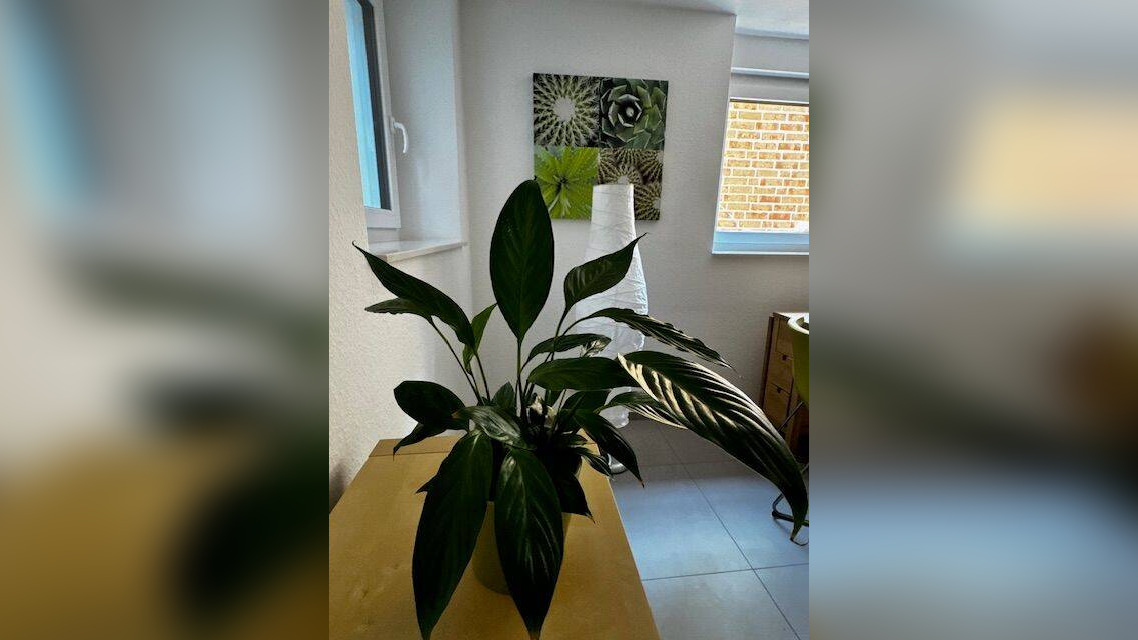 image-67543262