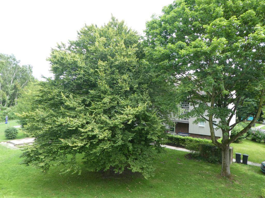 image-67716233