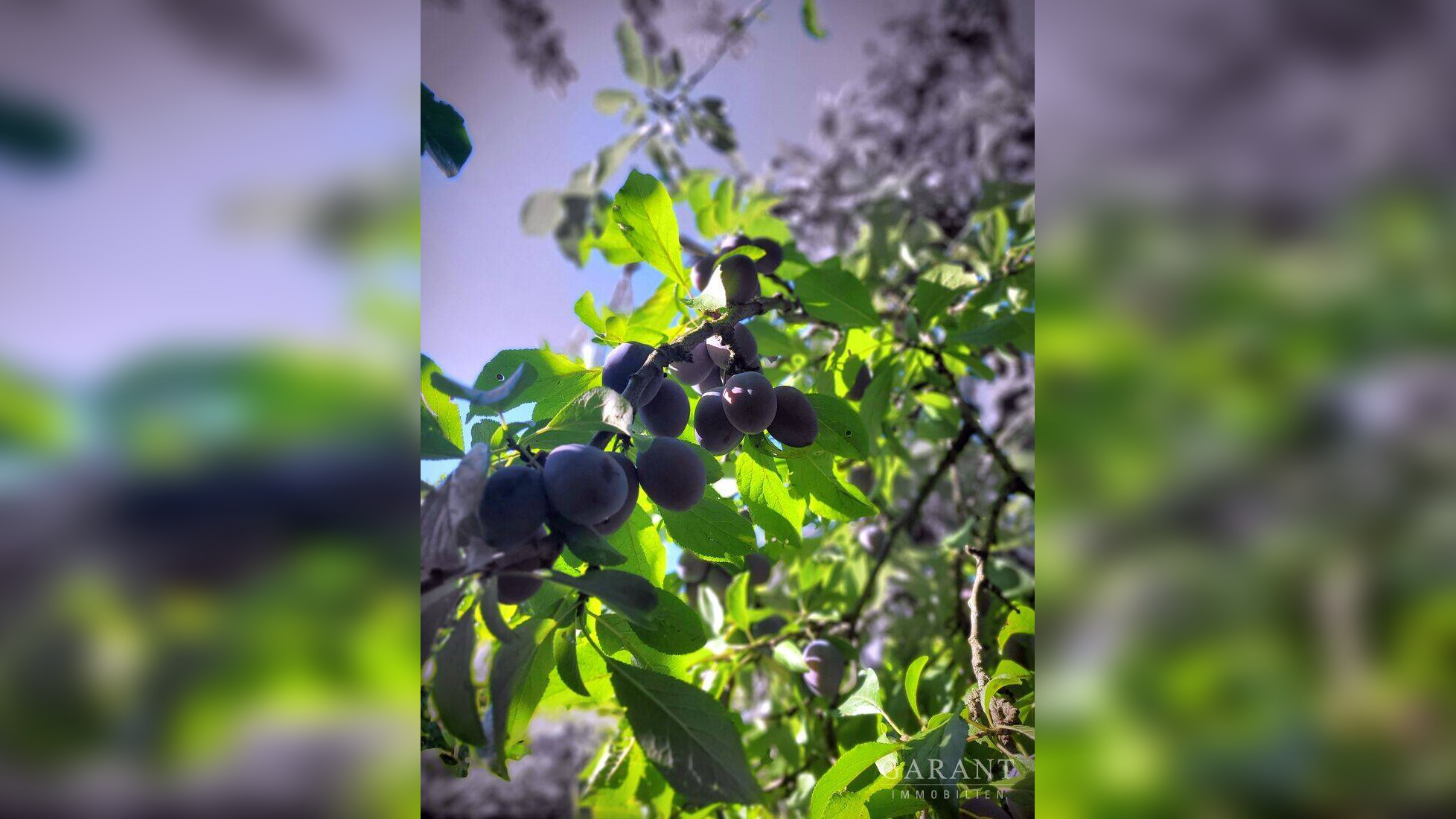 image-67921133
