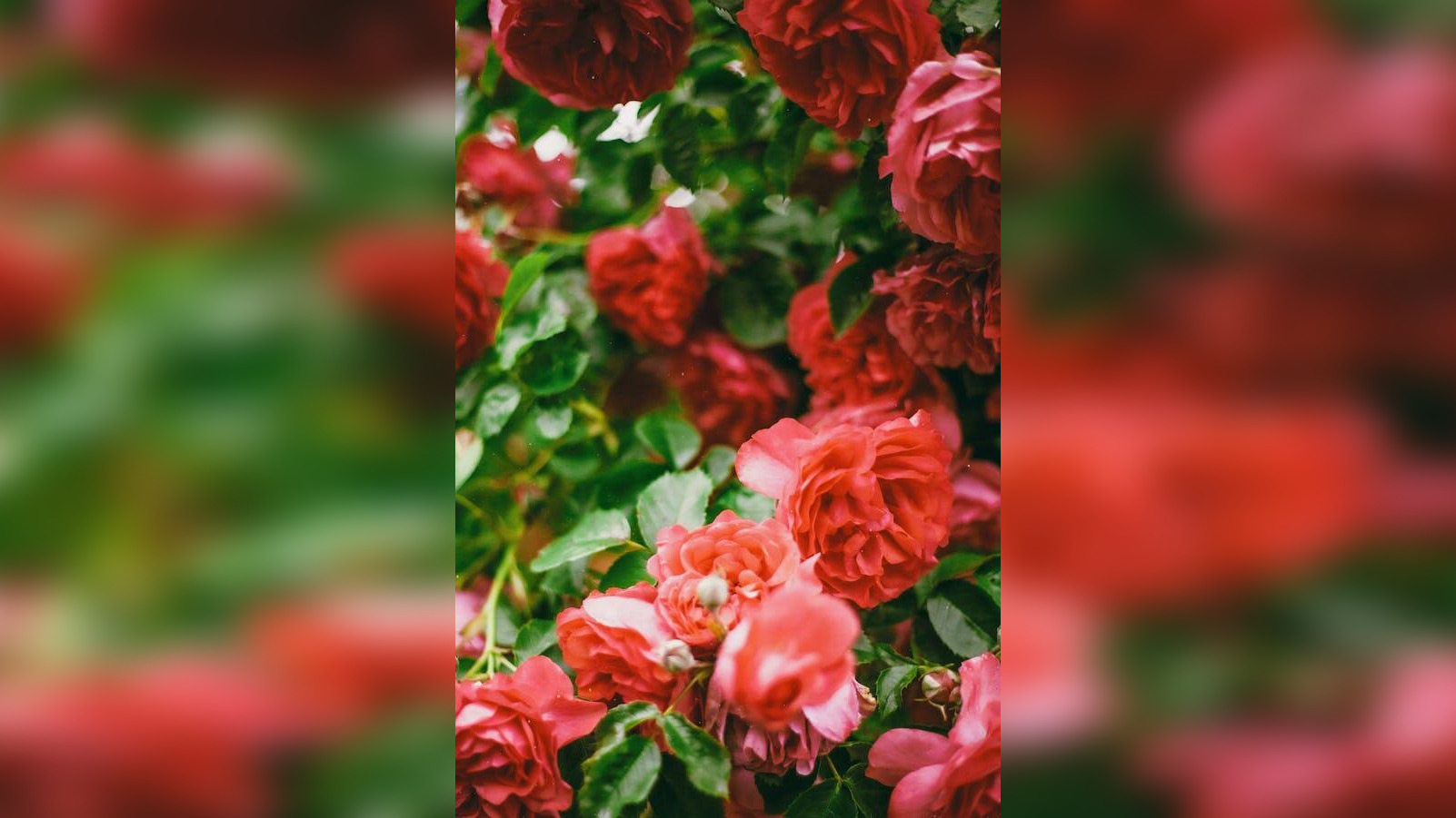 image-68157279