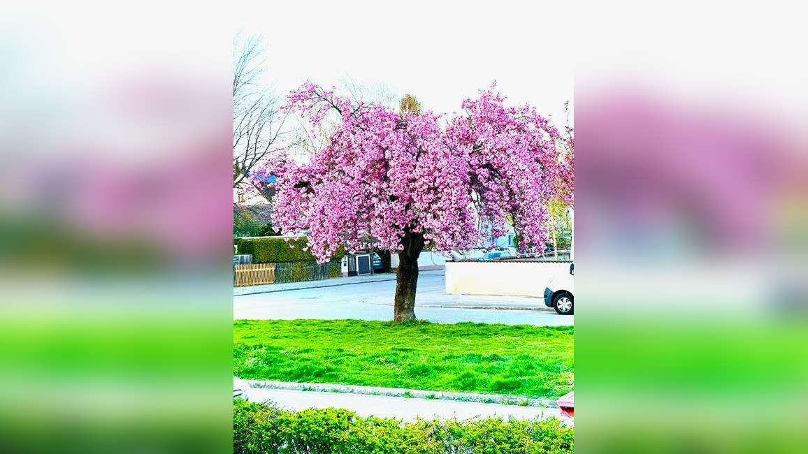 image-69999679