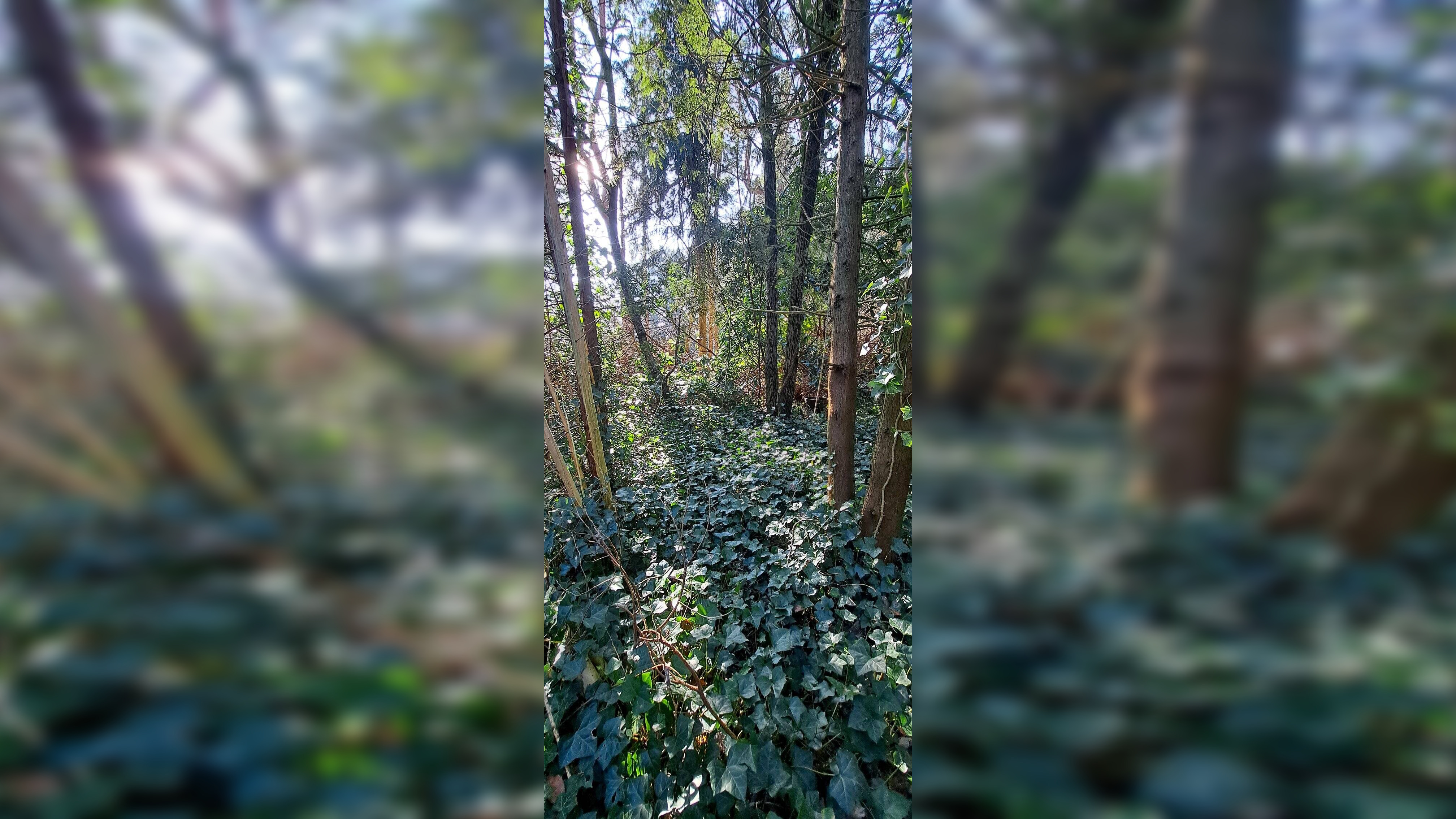 image-70009491