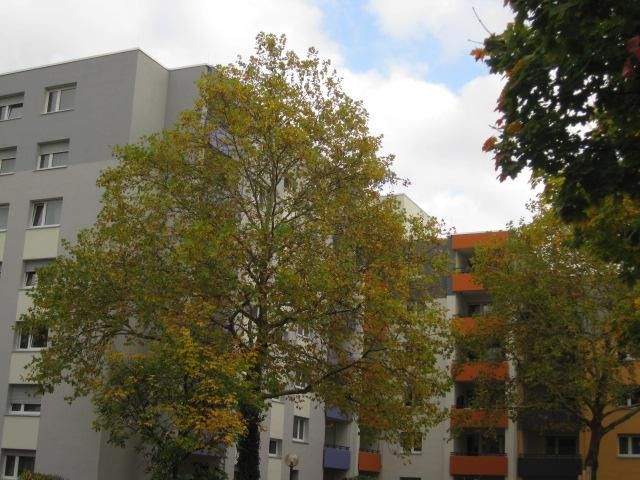 image-70144306