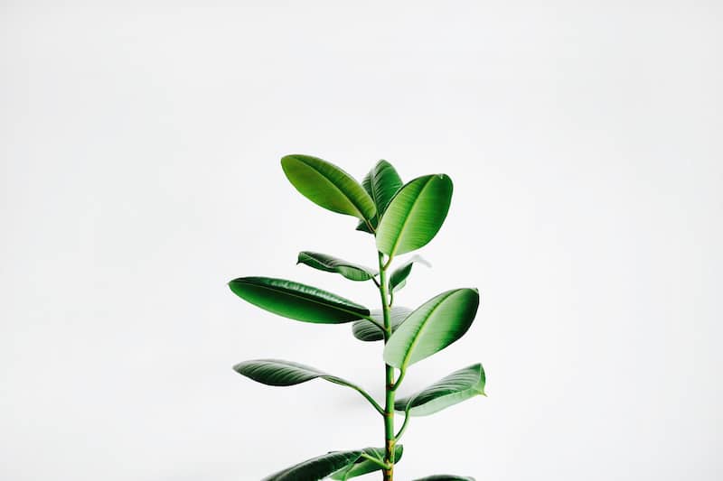 Pflanze mit rollbarem Unterteil - unsplash.com