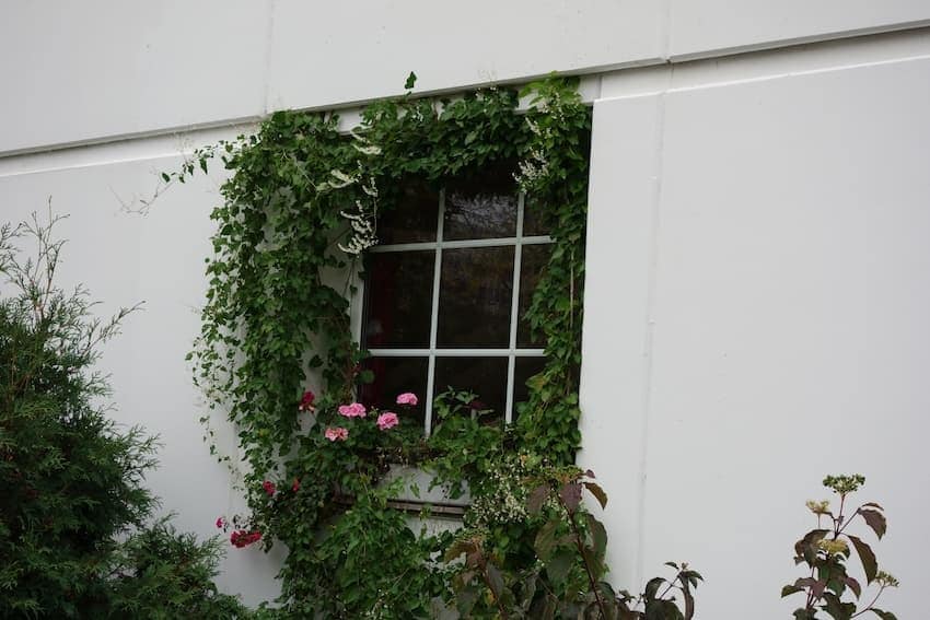 begrünte Fassade mit Fenster ohne Rankhilfen