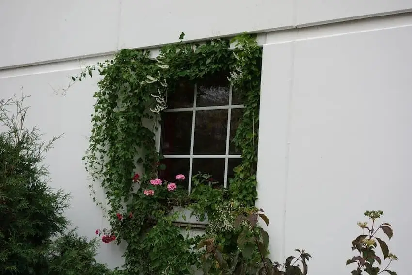 Hausfassade begrünen - die besten Tipps für Ihr Hausprojekt 3 begrünte Fassade mit Fenster ohne Rankhilfen