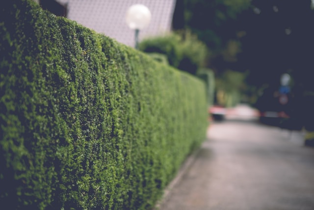 Sichtschutz für den Garten: Bild zeigt eine blickdichte grüne Hecke