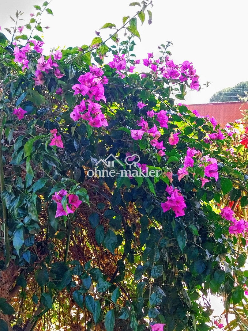 image-72480673