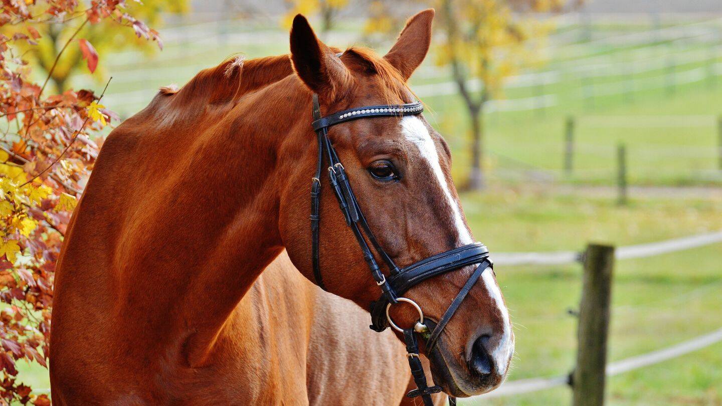 Komplett sanierte Reitanlage nördlich von Essen zu verkaufen, 45326 Essen (Altenessen-Nord Altenessen-Süd)