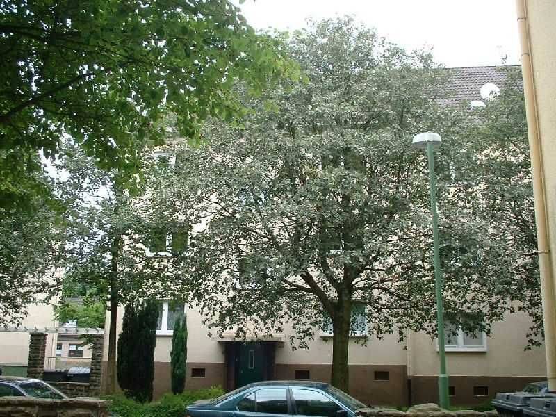 1-Zimmer-Wohnung in Essen Altendorf, 45143 Essen (Altendorf Bochold Nordviertel Westviertel)