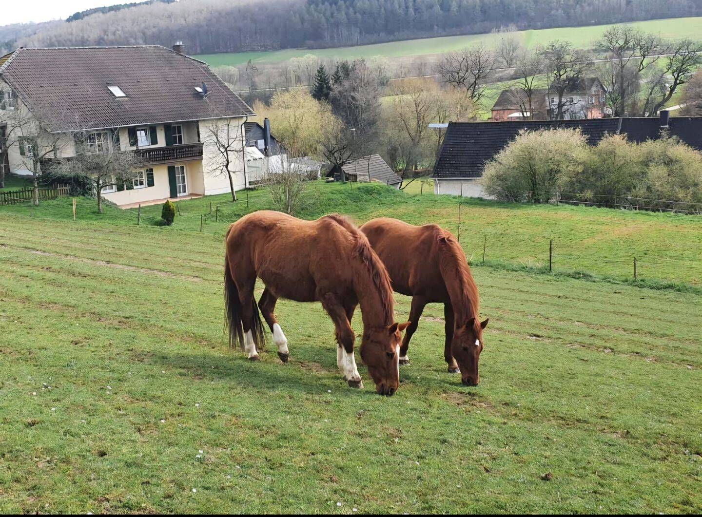 Wunderschöner Pferdehof zu verkaufen Provisionsfrei in 55765 Elchweiler Pferdehaltung genehmigt, 55765 Elchweiler