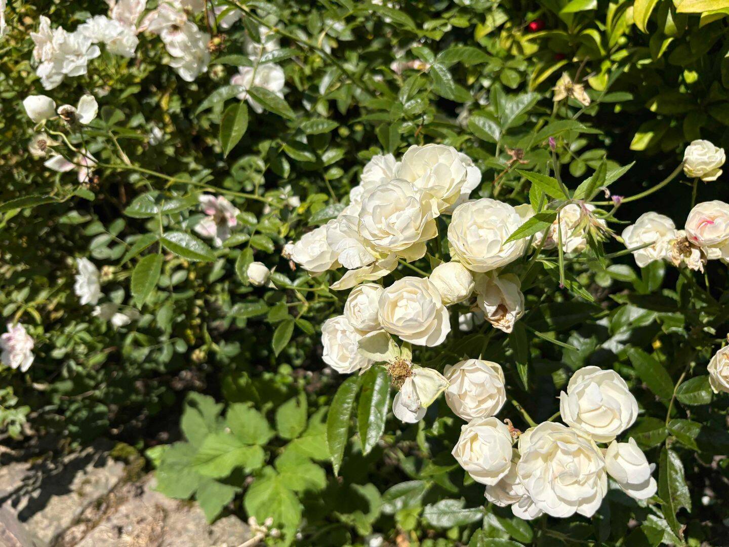 Schöner Garten wartet auf kleine Familie mit Kindern ??, 48249 Dülmen