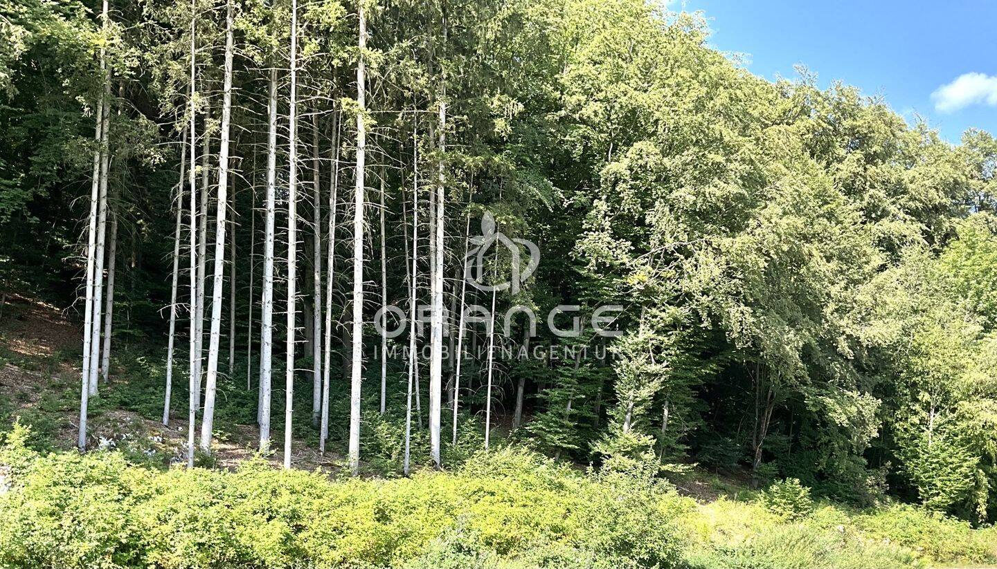 ***Penthouse am Waldrand mit Traumblick ins Grüne***, 93161 Sinzing