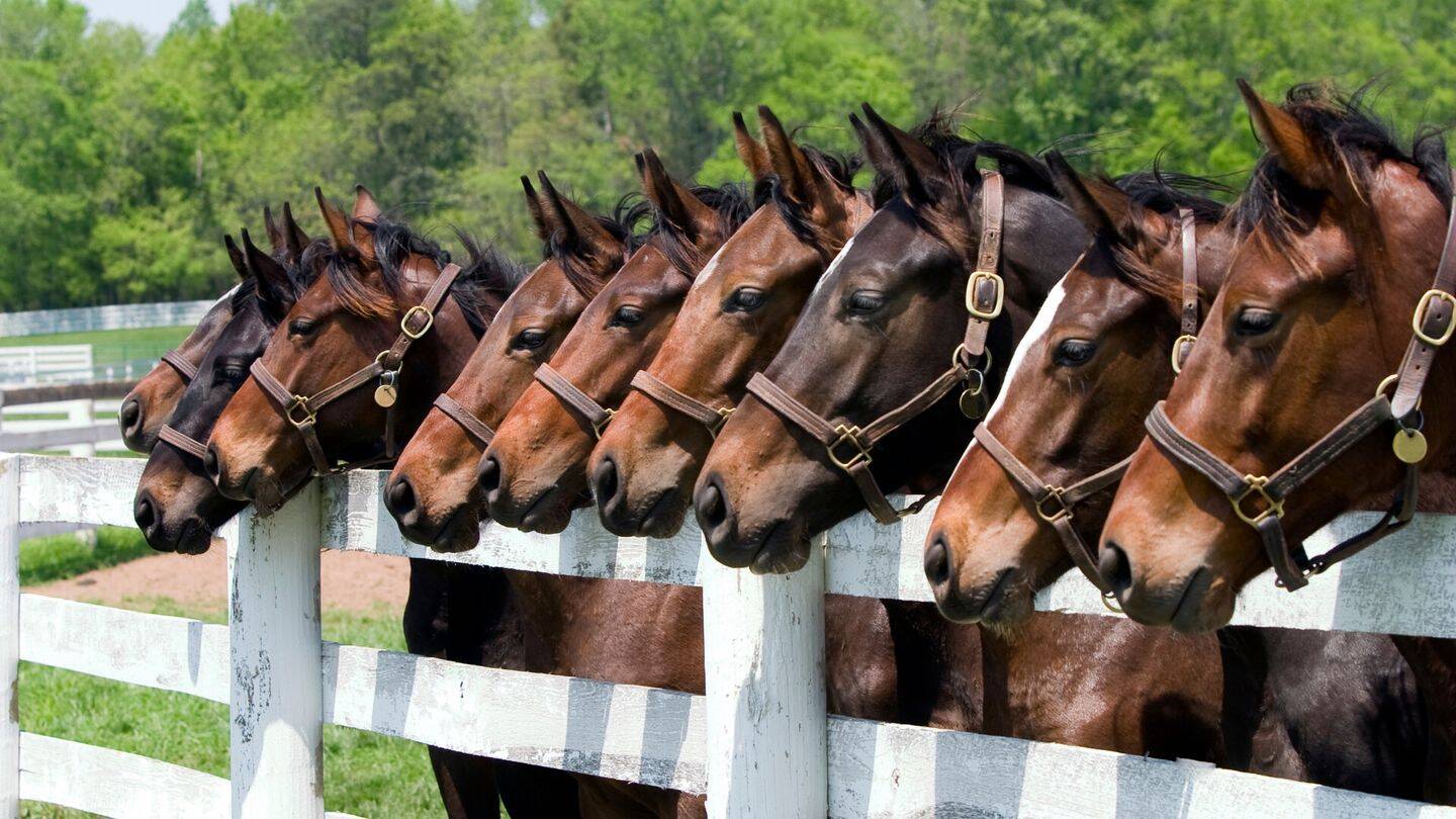 Komplett sanierte Reitanlage nördlich von Oberhausen zu verkaufen, 46145 Oberhausen