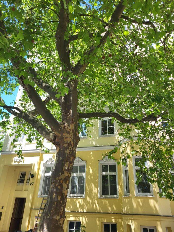 Provisionsfrei* Von Privat – Traumhafte Altbauwohnung 4-Zi auf 116m2 Lift im Herzen v. Berlin-Mitte, 10115 Berlin (Mitte Wedding)