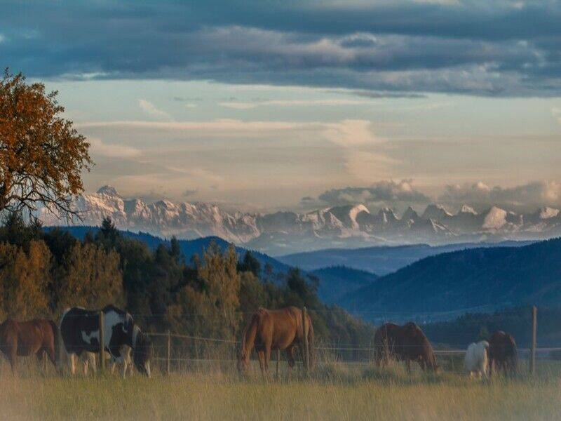 Exklusives Reiteranwesen mit Alpenpanorama – Pferdeparadies mit Perspektive V13084, 79736 Rickenbach