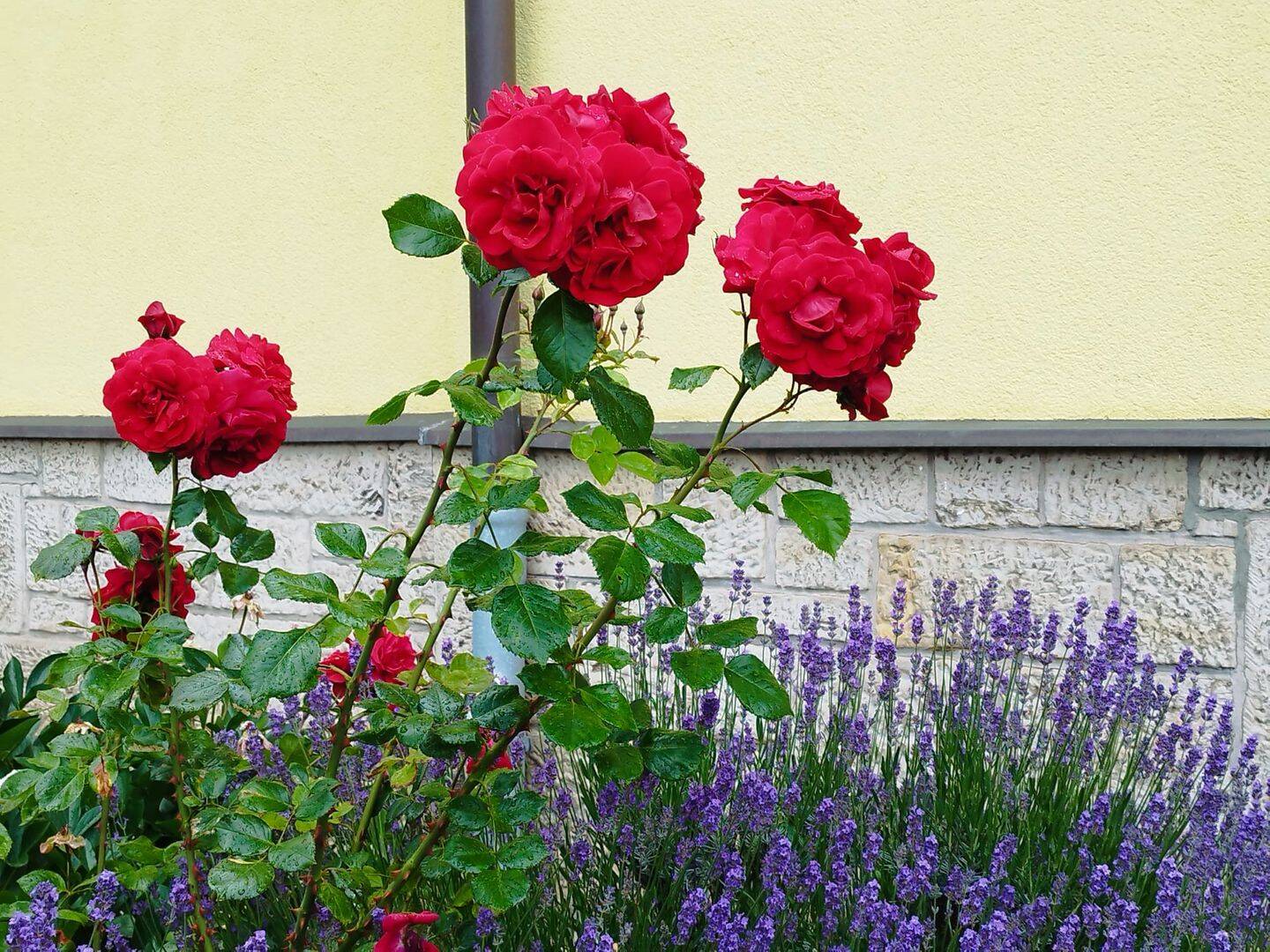 Großzügige 3-Zimmer-Wohnung mit Garten, optional mit Einbauküche, Keller und Garage in Rieder, 6493 Ballenstedt