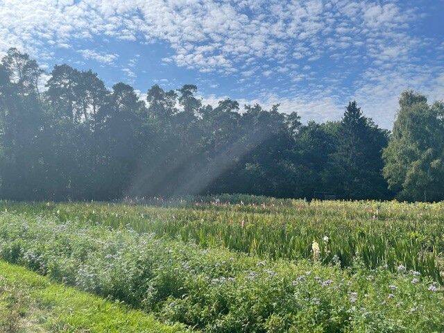 Direkter Blick auf den Wald und die Blumenwiese, 90455 Nürnberg