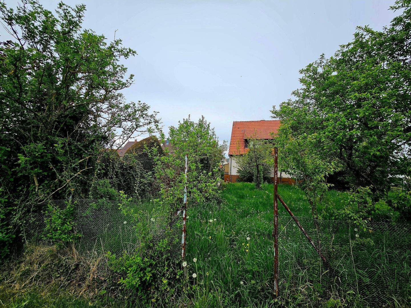 image-72636797