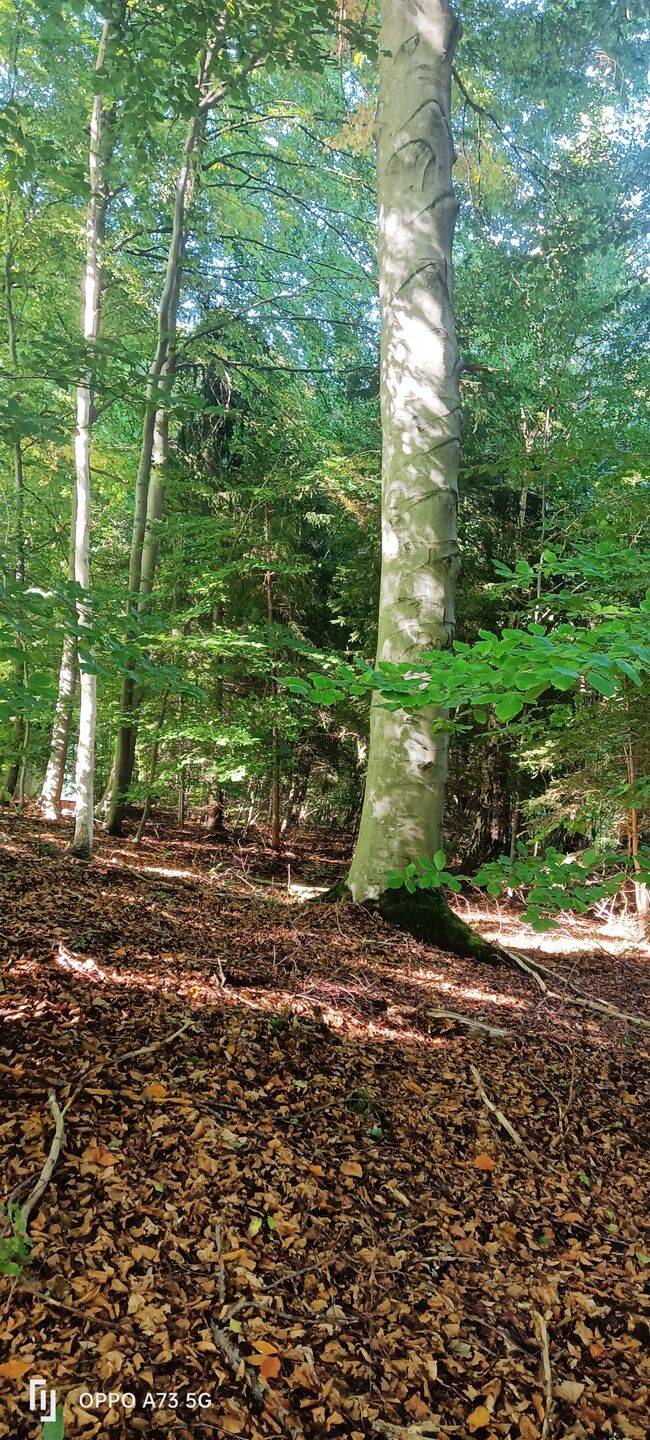 Waldgrundstück Im Erholungsgebiet Bleicherode, 99752 Bleicherode