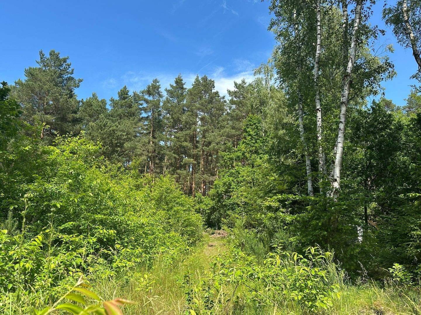Schönes Waldgrundstück wartet auf Bauherrn mit Liebe zur Natur, 29585 Jelmstorf