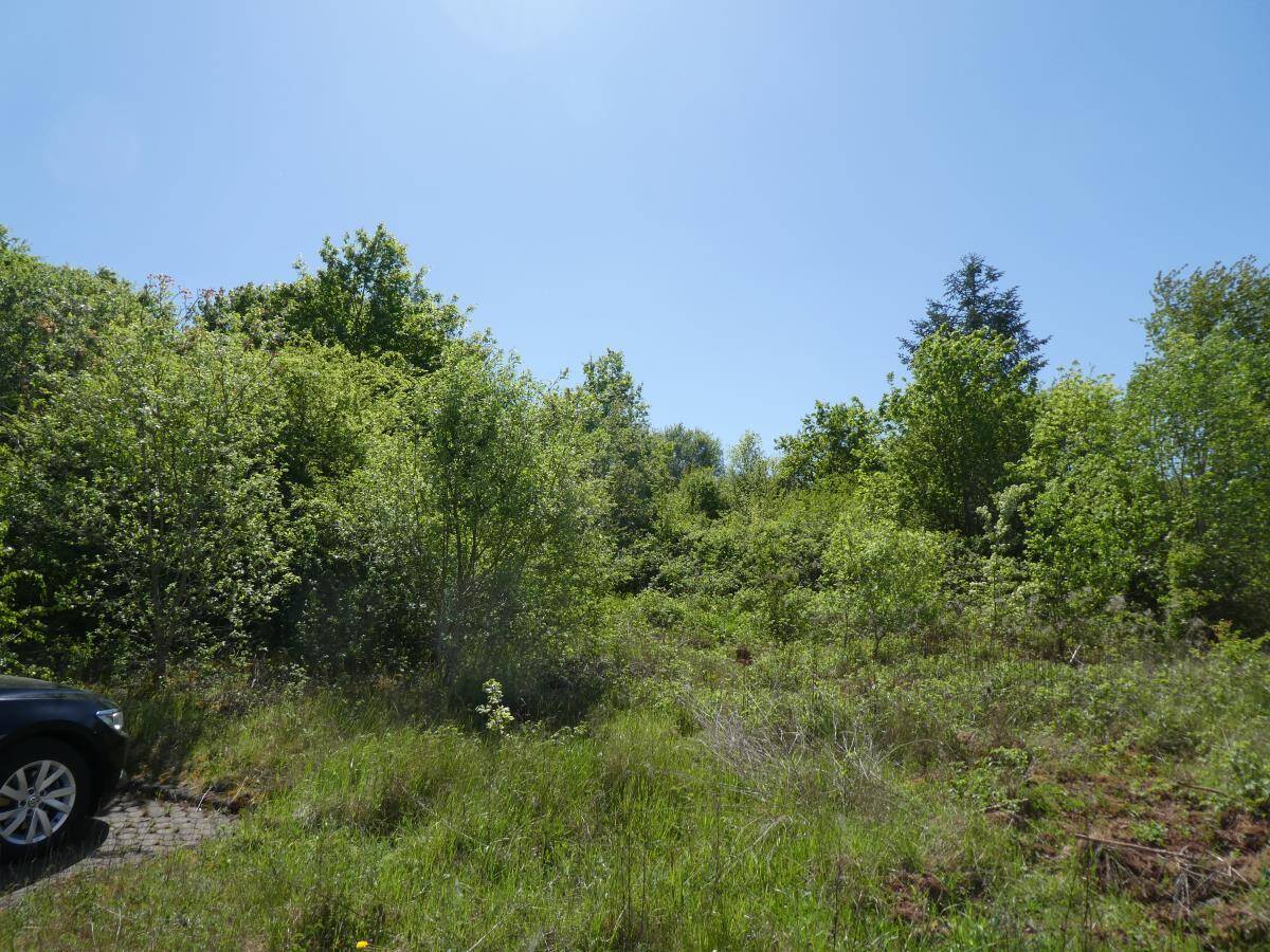 image-72593762