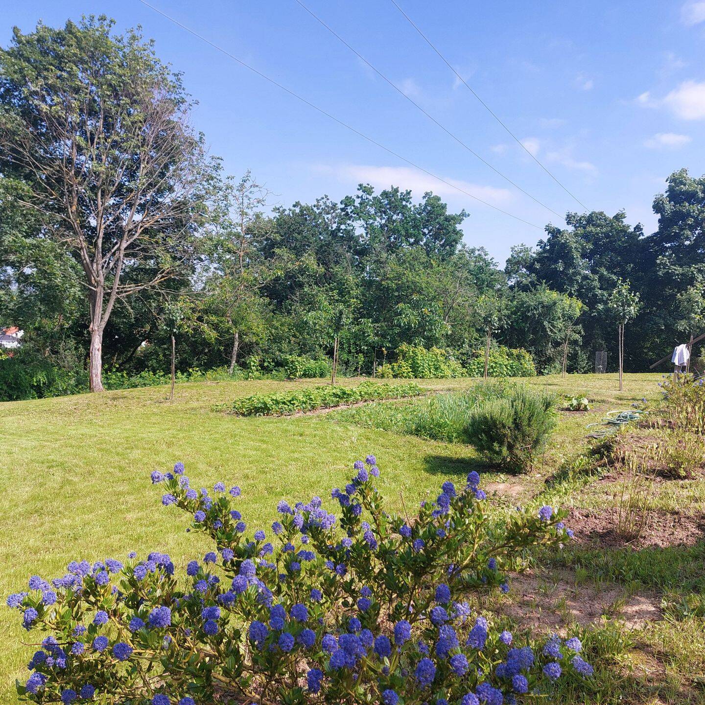 Garten Grundstück zu verkaufen, 67157 Wachenheim an der Weinstraße