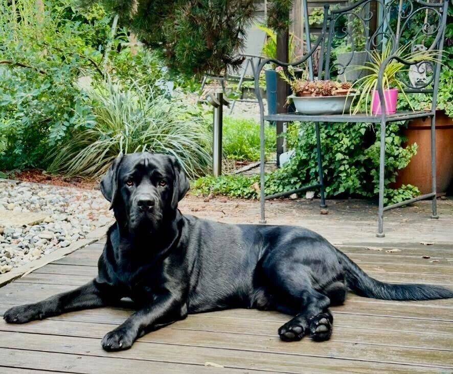 ENDLICH GENUG PLATZ FÜR IHREN HUND – IM EIGENEN HAUS MIT GARTEN!, 8115 Lichtentanne