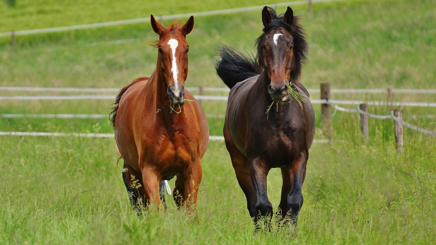 Reitanlage mit Halle und zwei Reitplätzen zu verkaufen, 27612 Loxstedt