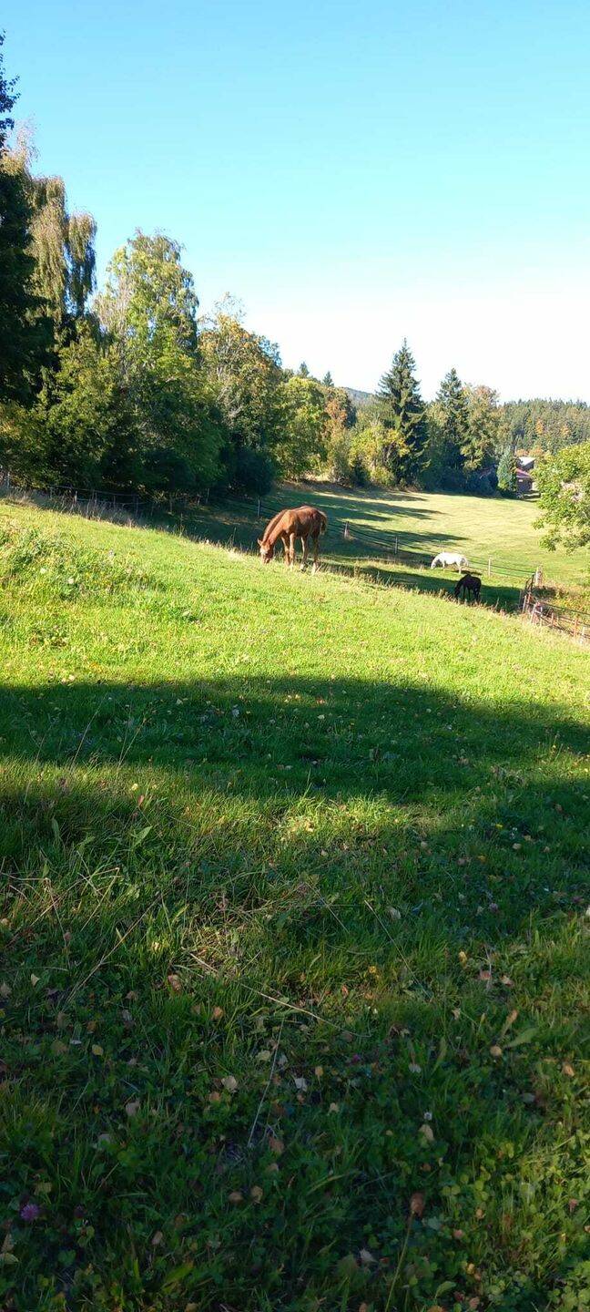 Ein traumhaftes Naturparadies mit viel Potenzial für Pferdeliebhaber, 94151 Mauth