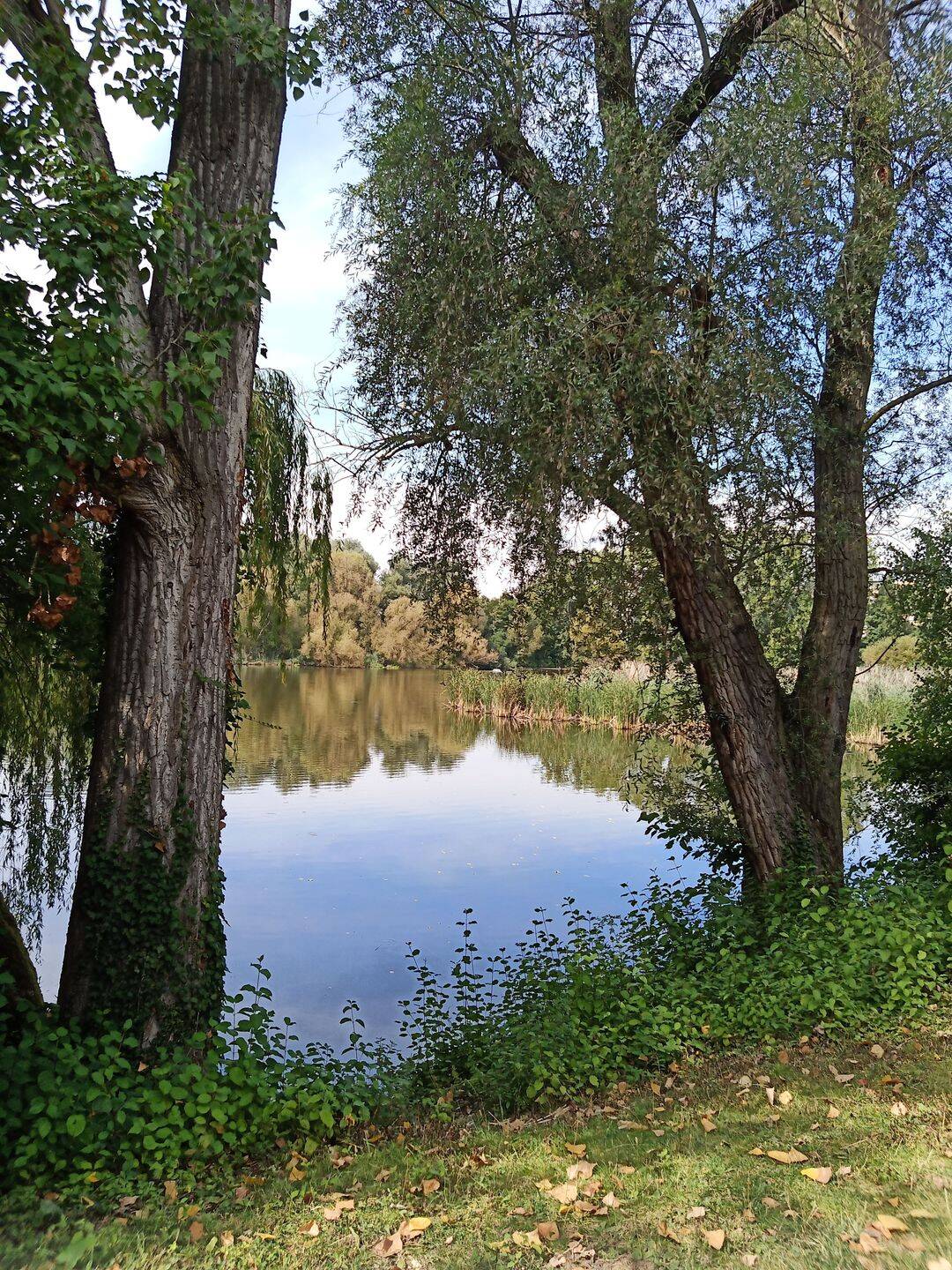 image-72464132