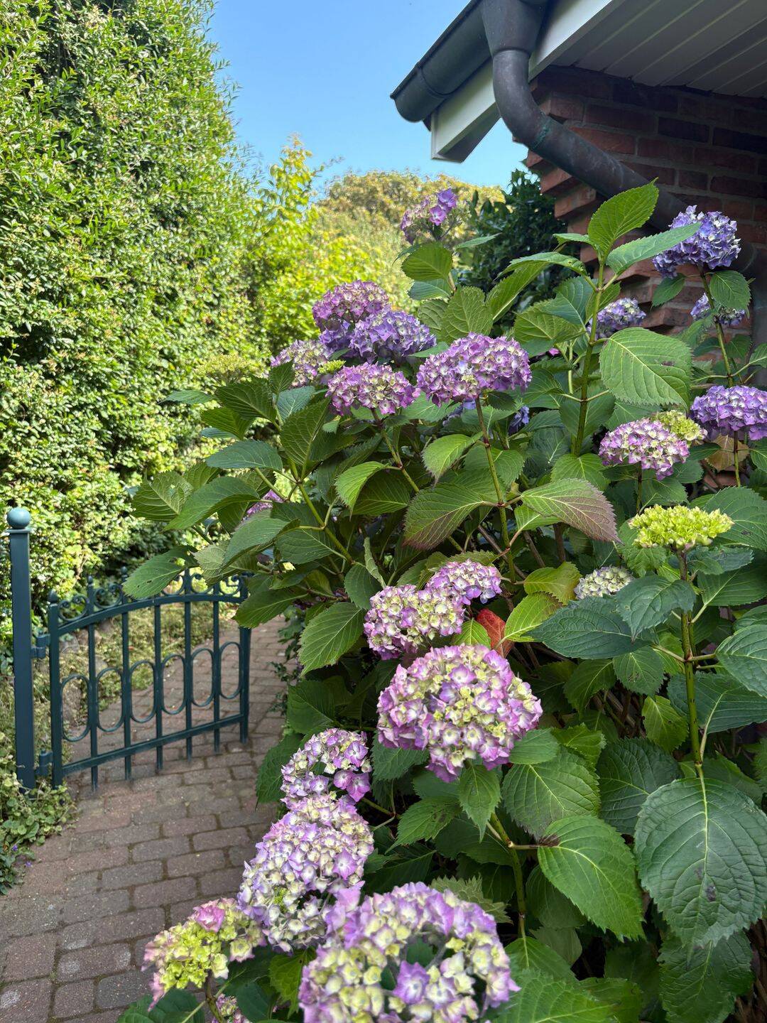 r idyllisches Single Rosen Appartement – versteckt
öffnet für Gäste temporär –, 25980 Sylt