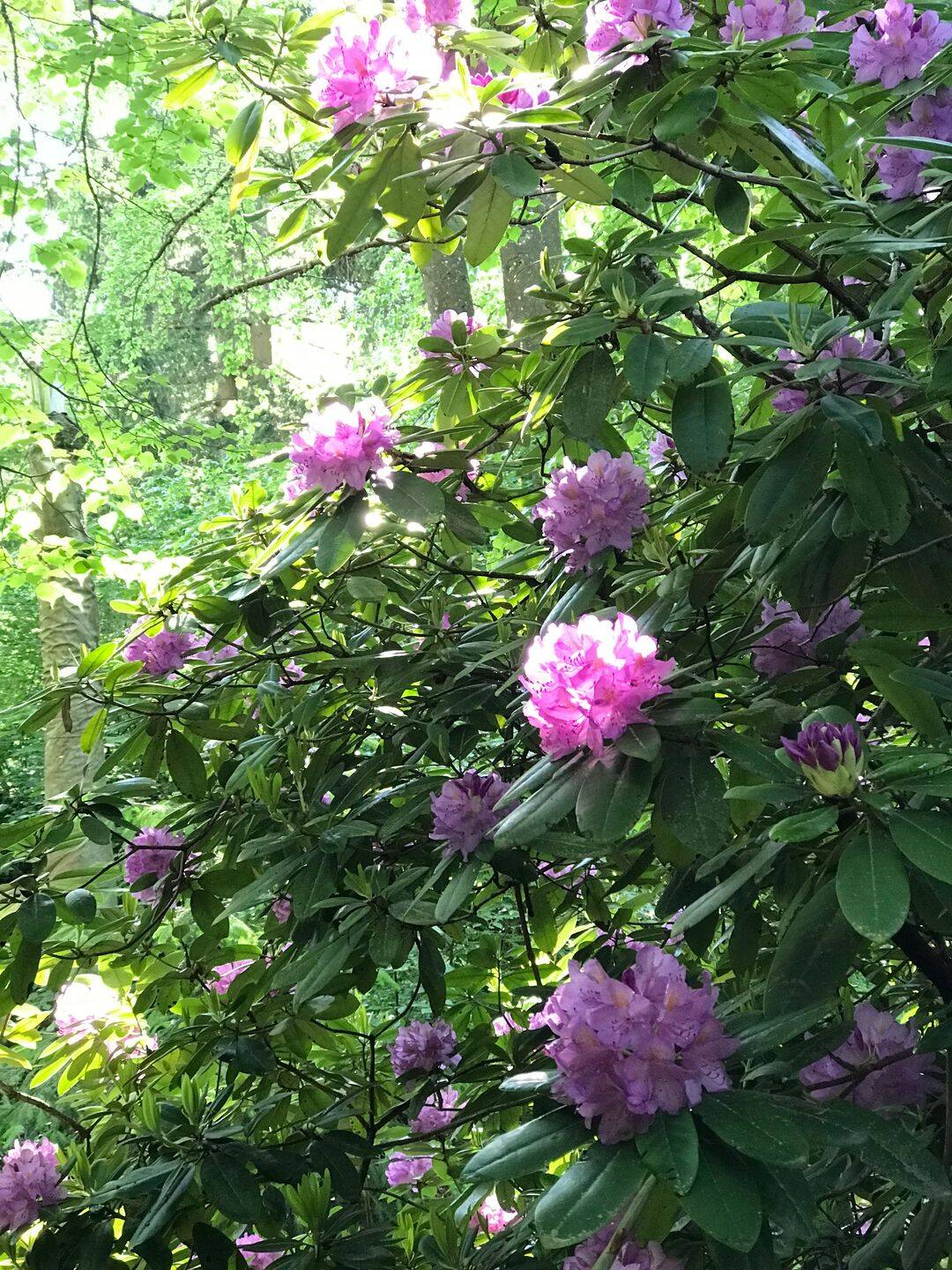 image-72744991