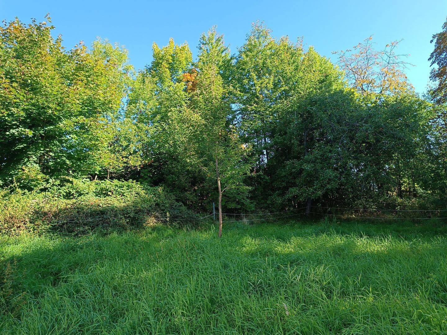 PROVISIONSFREI! Vielseitig nutzbares, großzügiges Grundstück mit einer Fläche von 3.320 m², 94139 Breitenberg