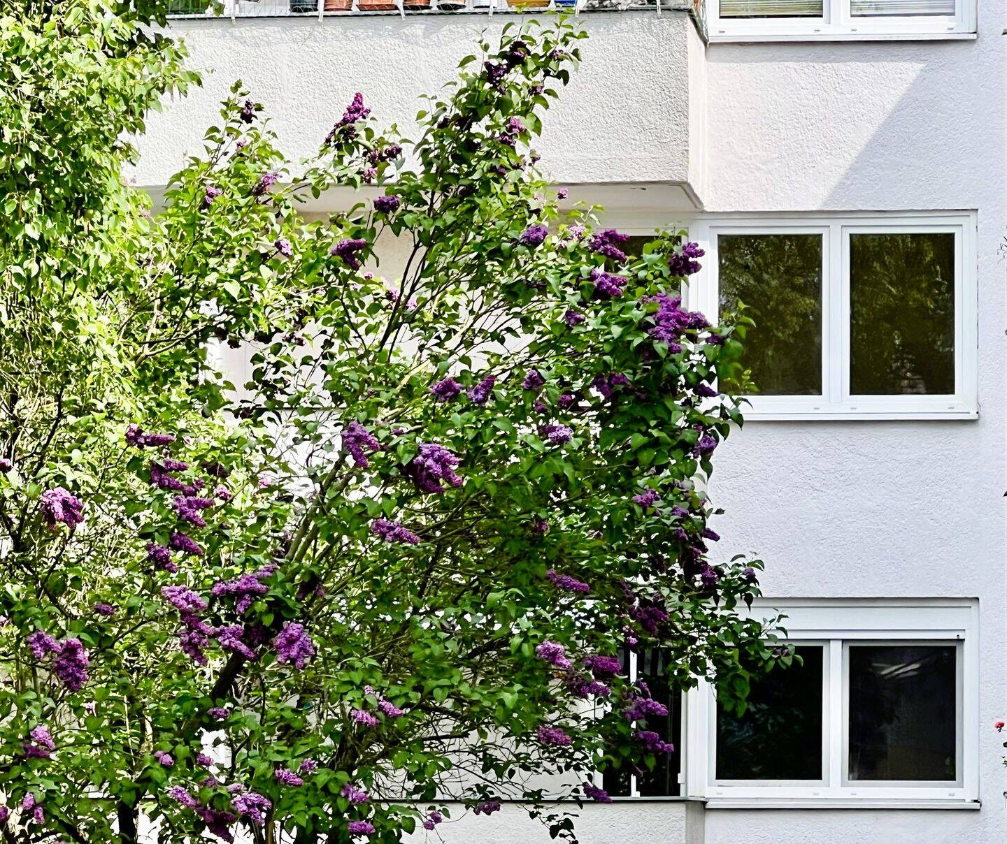Sonnige und ruhige Wohnung mit Balkon und TG-Stellplatz, 12247 Berlin (Steglitz-Zehlendorf Lankwitz Steglitz)