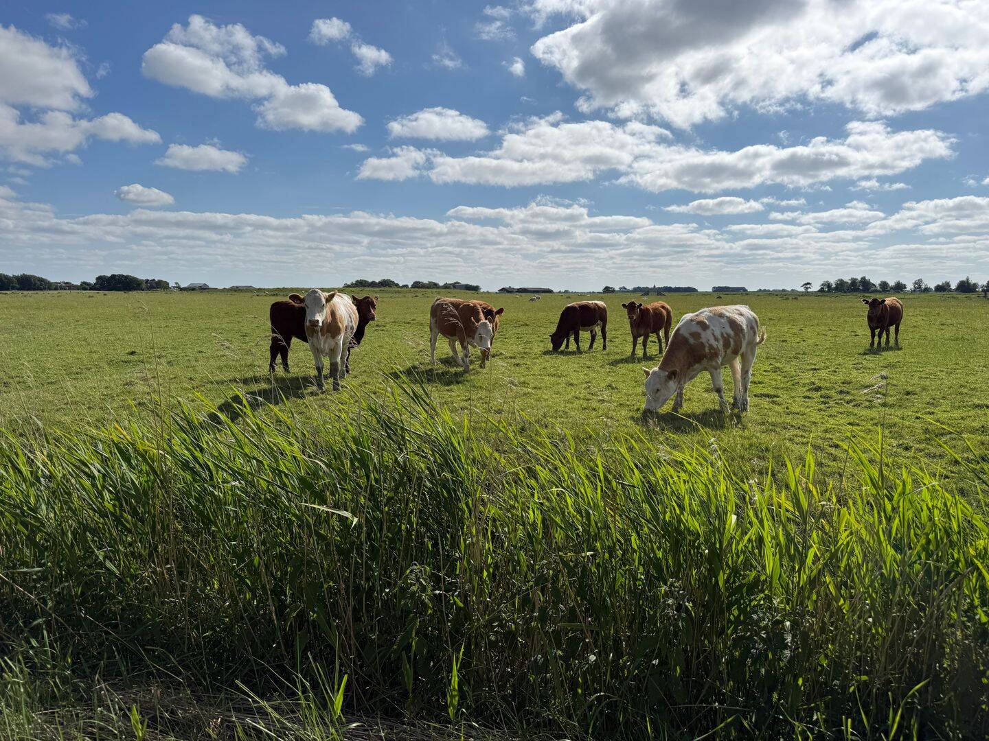 Kapitänsblick über die Marsch – seltene Hofstelle in Alleinlage in Westerhever, 25881 Westerhever
