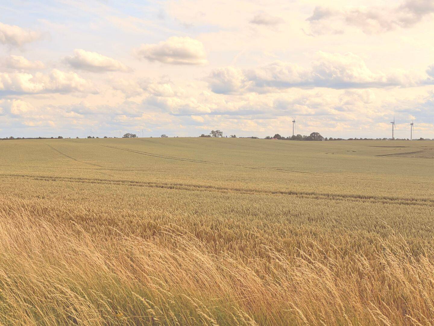 Landwirtschaftliche Fläche in küstennaher Lage – zu verkaufen gegen Gebot, 23936 Upahl