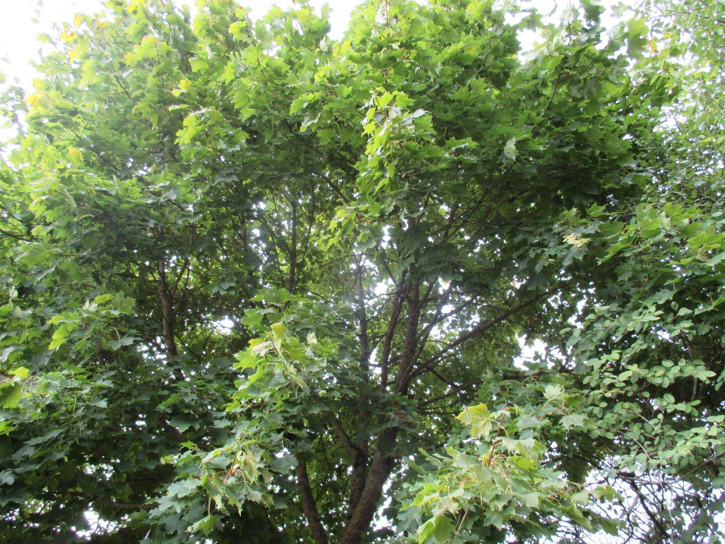 GIS IMMOBILIEN – Waldfläche Gem. Meilenhofen, 84048 Mainburg