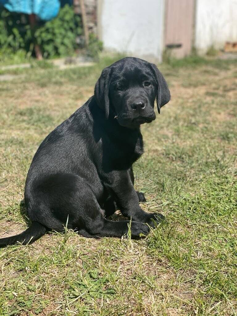 IHR EIGENES FAMILIEN-SOMMERPARADIES MIT POOL UND VIEL PLATZ FÜR IHREN EIGENEN FAMILIEHUND!, 4617 Rositz