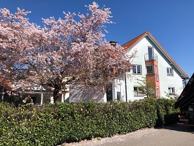Mehrfamilienhaus in Rust – Investition mit Potenzial, 77977 Rust